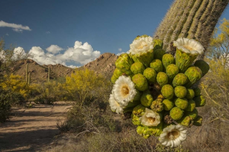 Picture of ARIZONA, SAGUARO NP SAGUARO CACTUS BLOSSOMS