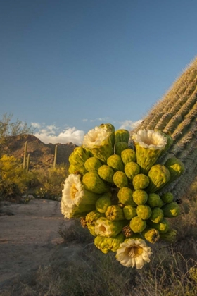 Picture of ARIZONA, SAGUARO NP SAGUARO CACTUS BLOSSOMS