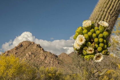 Picture of ARIZONA, SAGUARO NP SAGUARO CACTUS BLOSSOMS