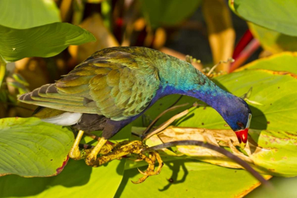 Picture of FLORIDA PURPLE GALLINULE SEARCHING FOR FOOD