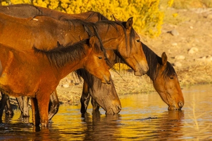 Picture of NEVADA, RENO WILD HORSES DRINKING FROM POND