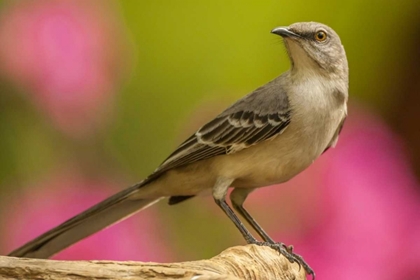 Picture of NORTH CAROLINA, GUILFORD COUNTY MOCKINGBIRD