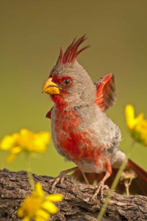 Picture of TEXAS, HIDALGO COUNTY MALE PYRRHULOXIA BIRD