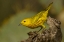 Picture of TEXAS, HIDALGO COUNTY YELLOW WARBLER ON LOG