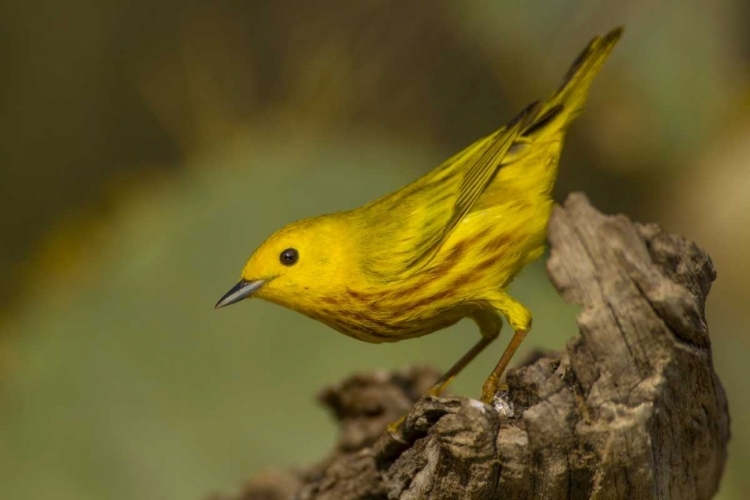 Picture of TEXAS, HIDALGO COUNTY YELLOW WARBLER ON LOG