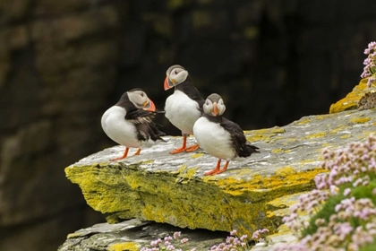 Picture of SCOTLAND, SHETLAND ISLANDS ATLANTIC PUFFINS