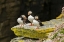 Picture of SCOTLAND, SHETLAND ISLANDS ATLANTIC PUFFINS