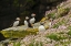 Picture of SCOTLAND, SHETLAND ISLANDS ATLANTIC PUFFINS