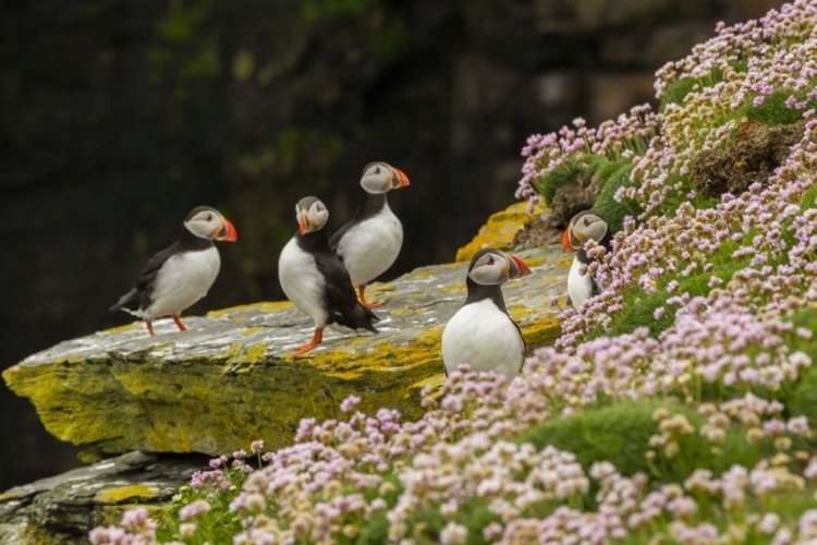 Picture of SCOTLAND, SHETLAND ISLANDS ATLANTIC PUFFINS