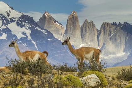 Picture of CHILE, PATAGONIA, TORRES DEL PAINE GUANACOS