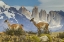 Picture of CHILE, PATAGONIA, TORRES DEL PAINE GUANACOS