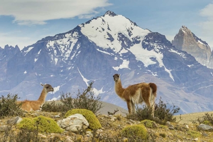 Picture of CHILE, PATAGONIA, TORRES DEL PAINE GUANACOS