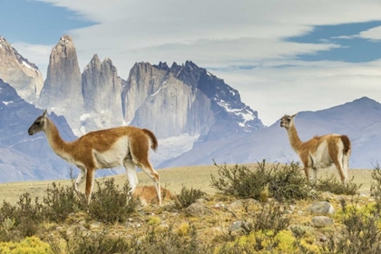 Picture of CHILE, PATAGONIA, TORRES DEL PAINE GUANACOS