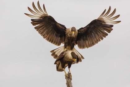 Picture of TEXAS, HIDALGO COUNTY CRESTED CARACARA PAIR