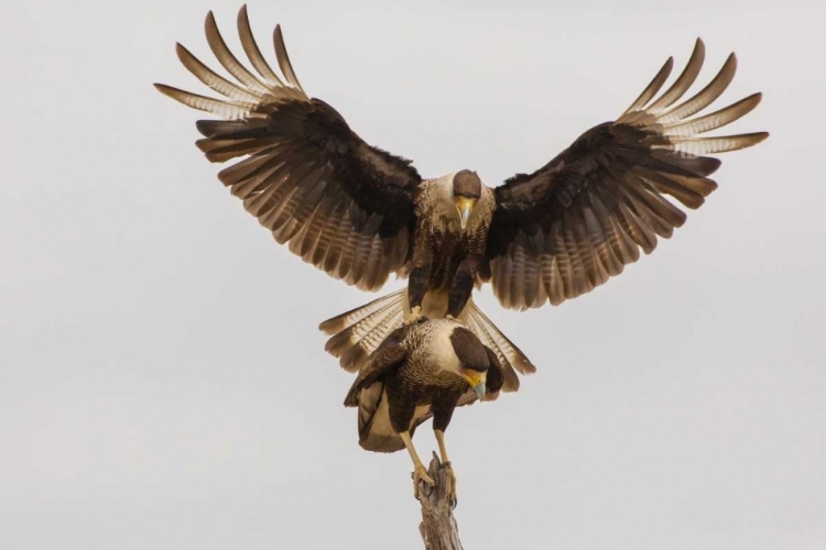 Picture of TEXAS, HIDALGO COUNTY CRESTED CARACARA PAIR