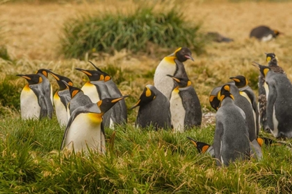 Picture of CHILE, TIERRA DEL FUEGO KING PENGUIN COLONY