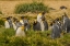 Picture of CHILE, TIERRA DEL FUEGO KING PENGUIN COLONY