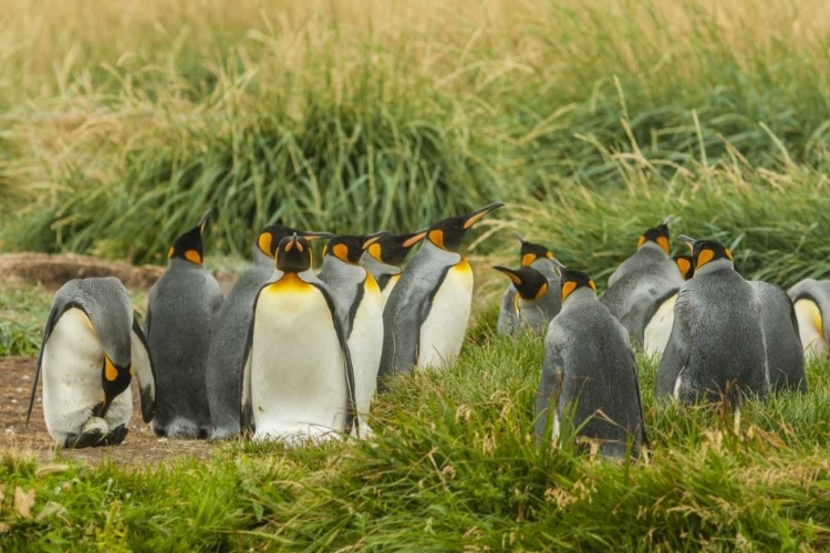 Picture of CHILE, TIERRA DEL FUEGO KING PENGUIN COLONY