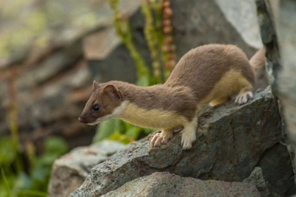 Picture of COLORADO, SAN JUAN MTS, SHORT-TAILED WEASEL