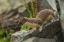 Picture of COLORADO, SAN JUAN MTS, SHORT-TAILED WEASEL