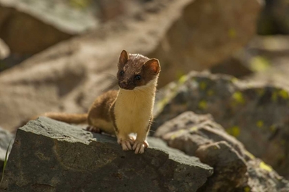 Picture of COLORADO, SAN JUAN MTS, SHORT-TAILED WEASEL