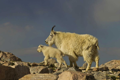 Picture of COLORADO, MOUNT EVANS MOUNTAIN GOAT AND KID
