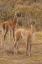 Picture of CHILE, PATAGONIA, TIERRA DEL FUEGO GUANACOS