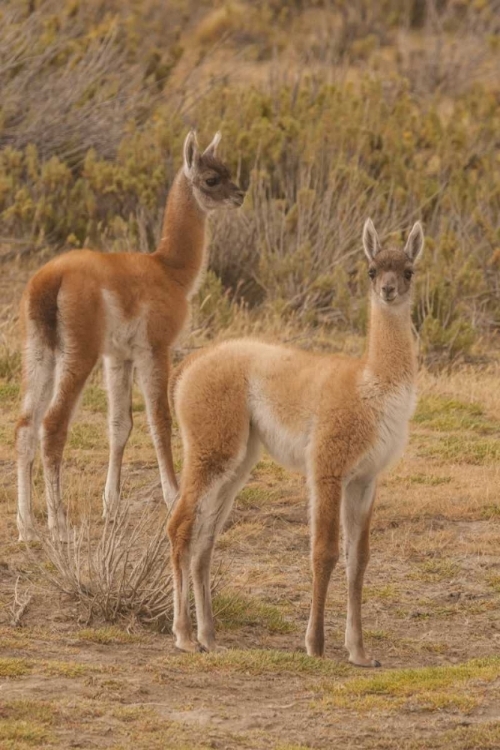 Picture of CHILE, PATAGONIA, TIERRA DEL FUEGO GUANACOS