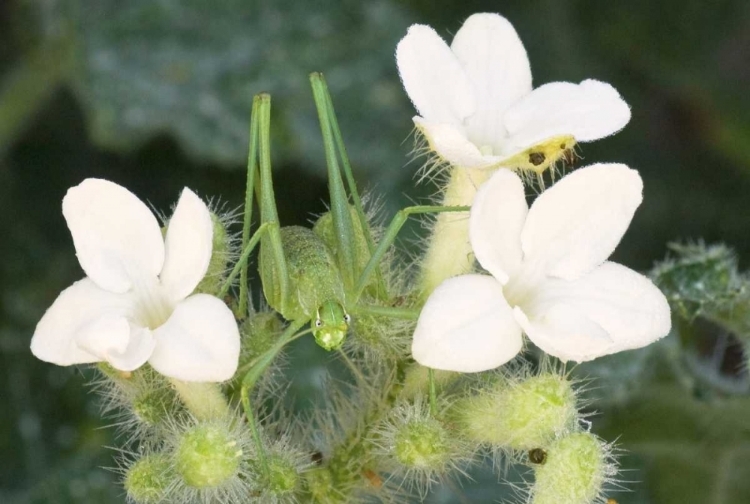 Picture of TX, KATYDID NYMPH ON FLOWERING TEXAS BULL NETTLE