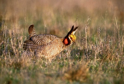 Picture of TX, CANADIAN LESSER PRAIRIE CHICKEN MALE AT LEK