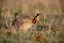 Picture of TX, CANADIAN LESSER PRAIRIE CHICKEN MALE AT LEK