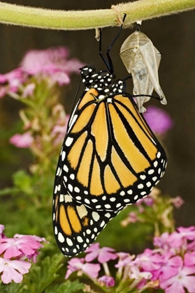 Picture of TX, HILL COUNTRY MONARCH BUTTERFLY JUST HATCHED