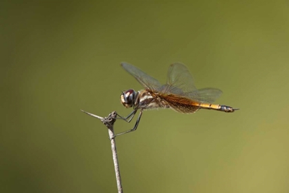 Picture of TX, AUSTIN STRIPED SADDLEBAGS DRAGONFLY ON STEM