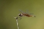Picture of TX, AUSTIN STRIPED SADDLEBAGS DRAGONFLY ON STEM