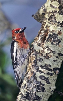 Picture of CA, EASTERN SIERRAS, MALE RED-BREASTED SAPSUCKER