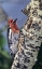 Picture of CA, EASTERN SIERRAS, MALE RED-BREASTED SAPSUCKER