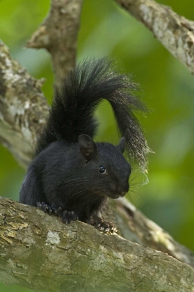 Picture of MEXICO, TAMAULIPAS CURIOUS RED-BELLIED SQUIRREL