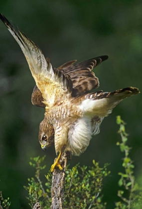 Picture of TX, MCALLEN WILD RED-SHOULDERED HAWK STRETCHING