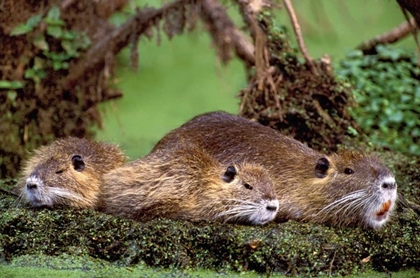 Picture of LOUISIANA,  FAMILY OF WILD NUTRIA RESTING ON LOG