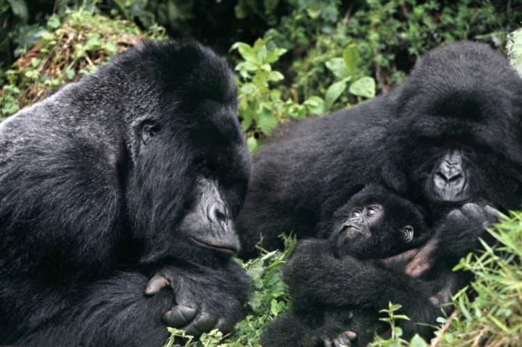 Picture of ZAIRE, VIRUNGAS NP WILD MOUNTAIN GORILLA FAMILY