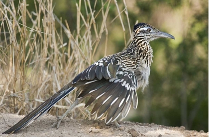 Picture of TEXAS, STARR COUNTY GREATER ROADRUNNER ON GROUND