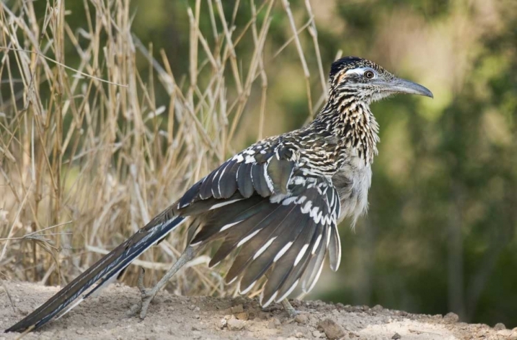 Picture of TEXAS, STARR COUNTY GREATER ROADRUNNER ON GROUND