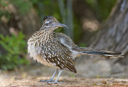 Picture of TEXAS, RIO GRANDE VALLEY GREATER ROADRUNNER BIRD