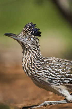 Picture of TEXAS, RIO GRANDE VALLEY GREATER ROADRUNNER BIRD