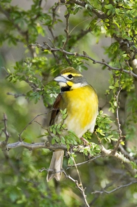Picture of TEXAS, SOUTH PADRE ISL MALE DICKCISSEL ON BRANCH