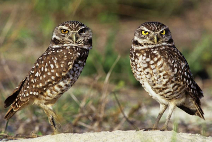 Picture of FL, SANIBEL ISLAND BURROWING OWLS PAIR BY BURROW