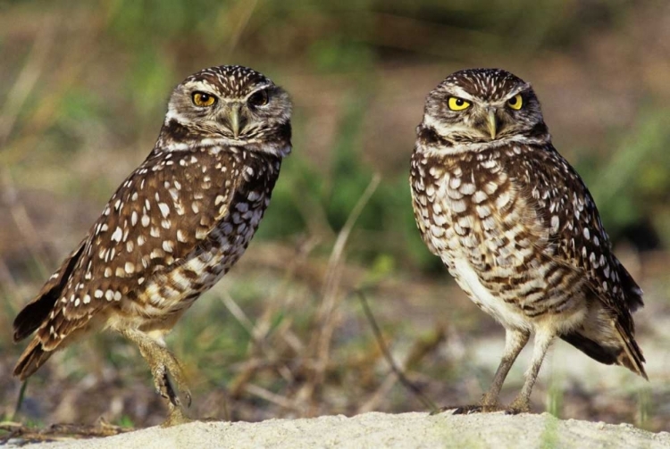 Picture of FL, SANIBEL ISLAND BURROWING OWLS PAIR BY BURROW