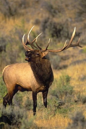 Picture of WY, YELLOWSTONE ELK BUGLING DURING MATING SEASON