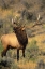 Picture of WY, YELLOWSTONE ELK BUGLING DURING MATING SEASON