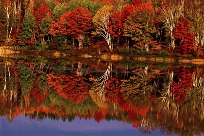 Picture of UNITED STATES, MI, FALL REFLECTS IN THORNTON LAKE